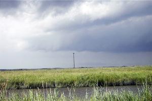 Osprey Nest